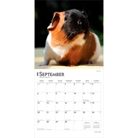 Guinea Pigs | 2026 12 x 24 Inch (Hanging) Monthly Square Wall Calendar | Plastic-Free {4}