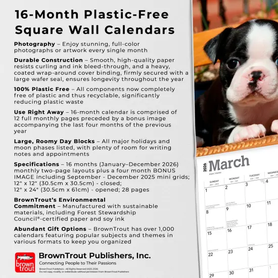Boston Terrier Puppies | 2026 12 x 24 Inch (Hanging) Monthly Square Wall Calendar | Plastic-Free {6}
