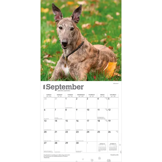Greyhounds | 2026 12 x 24 Inch (Hanging) Monthly Square Wall Calendar | Plastic-Free {4}