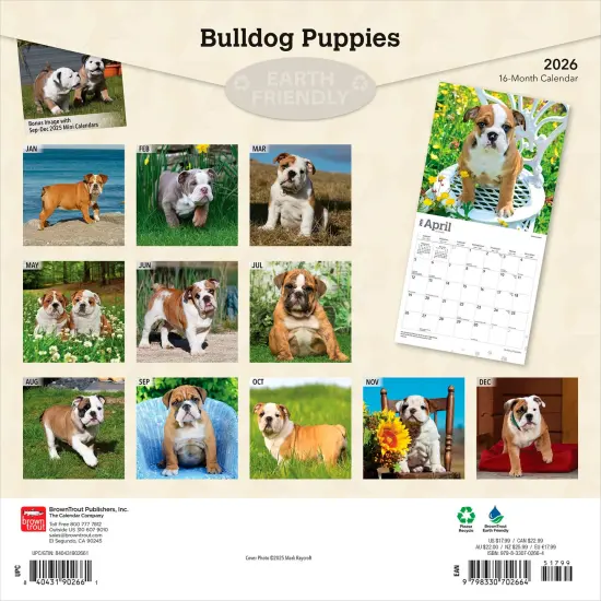 Bulldog Puppies | 2026 12 x 24 Inch (Hanging) Monthly Square Wall Calendar | Plastic-Free {2}