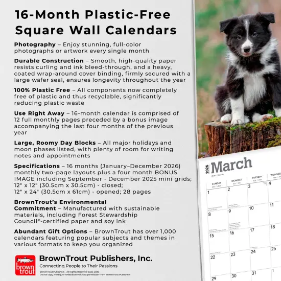 Border Collie Puppies | 2026 12 x 24 Inch (Hanging) Monthly Square Wall Calendar | Plastic-Free {6}