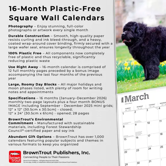 Newfoundlands | 2026 12 x 24 Inch (Hanging) Monthly Square Wall Calendar | Plastic-Free {6}