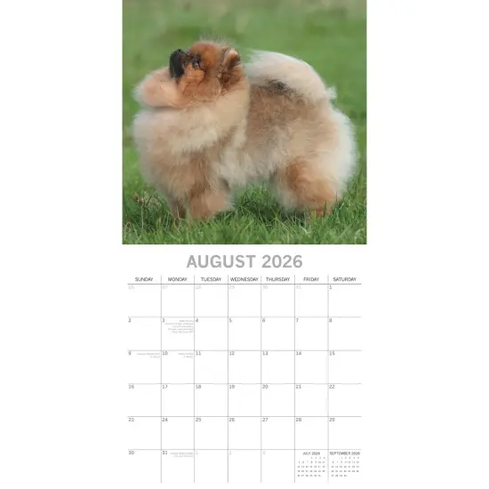 The Gifted Stationary 2026 Square Wall Calendar, Pomeranian, 16-Month Animals Theme Hanging Calendar with 180 Reminder Stickers, Month Planner for Home, or Creative Spaces, 12x12 In Multicolor {3}