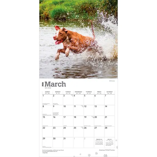 American Pit Bull Terriers | 2026 12 x 24 Inch (Hanging) Monthly Square Wall Calendar | Plastic-Free {3}