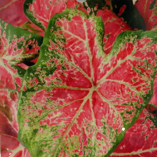 Caladium Ballet Slippers 3 Bulbs - Vibrant Pink/Green {1}