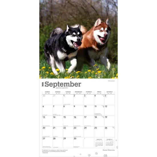 Alaskan Malamutes | 2026 12 x 24 Inch (Hanging) Monthly Square Wall Calendar | Plastic-Free {4}