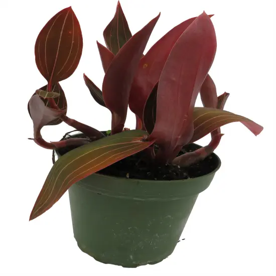 Red Jewel Orchid Plant - Ludisia discolor - RARE -4" Pot-Spectacular Foliage/Flowers {4}
