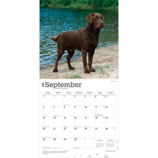 Chocolate Labrador Retrievers | 2026 12 x 24 Inch (Hanging) Monthly Square Wall Calendar | Plastic-Free {4}