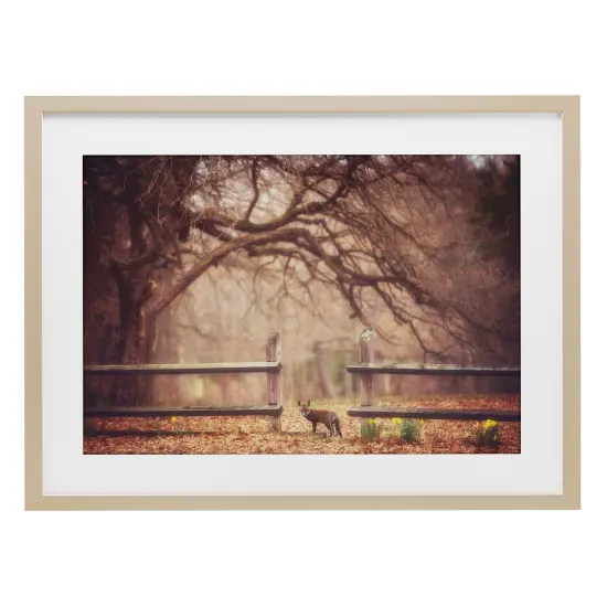 Sly Guy Fox in Forest Framed Print Under Glass Art Brown {1}