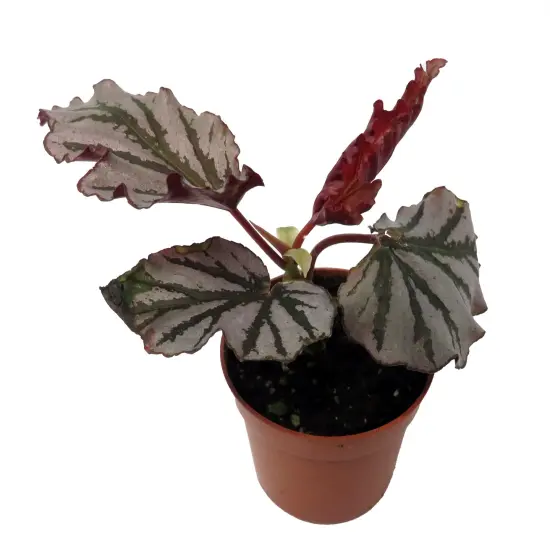 Kismet Begonia Plant -2.5" Pot- Terrarium/Fairy Garden/HousePlant {4}