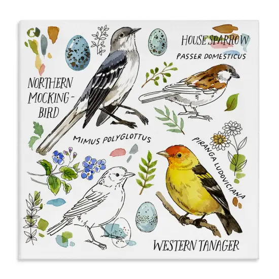 Stupell Industries Local Bird Diagram Canvas Wall Art Design by Jane Maday {1}