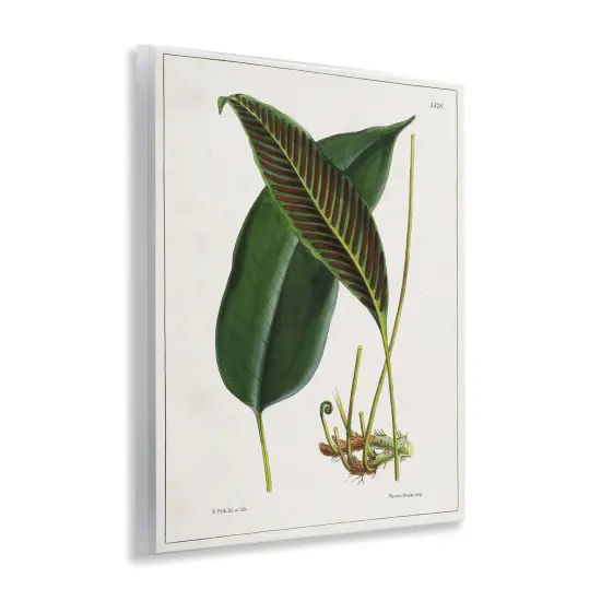Stupell Industries Leaf and its Underside Study Wall Plaque Art Design by Tina Higgins Designs, Inc. {3}