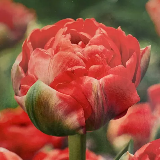 Bombastic Red Double Late Tulip - 7 Bulbs - 12/+ cm Bulbs {1}