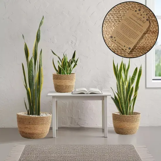 3pc Seagrass Planter Baskets with Liners, Indoor Plant Flower Pot Covers Natural {3}