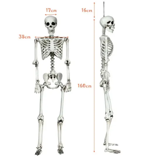 5.4 Feet Life-Size White Poseable Halloween Skeleton with Hanging Rope for Outdoor Decor {3}