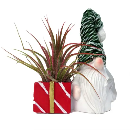 Ceramic Gnome with Green Hat Planter plus Live Air Plant - Tillandsia {1}
