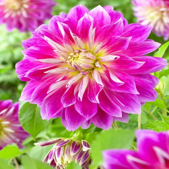 Purple Explosion Dinnerplate Dahlia-1 Tuber {1}