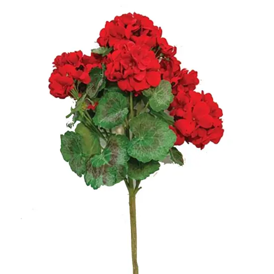 Geranium Bush 18" Red {1}