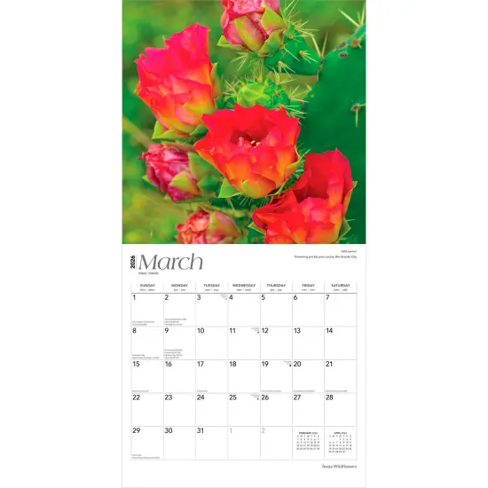 Texas Wildflowers | 2026 12 x 24 Inch (Hanging) Monthly Square Wall Calendar | Plastic-Free {3}