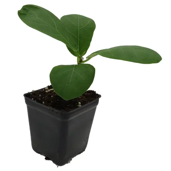 Hirt's Fiddleleaf Fig Tree - Ficus - Great Indoor Tree - 2.5" Pot {4}