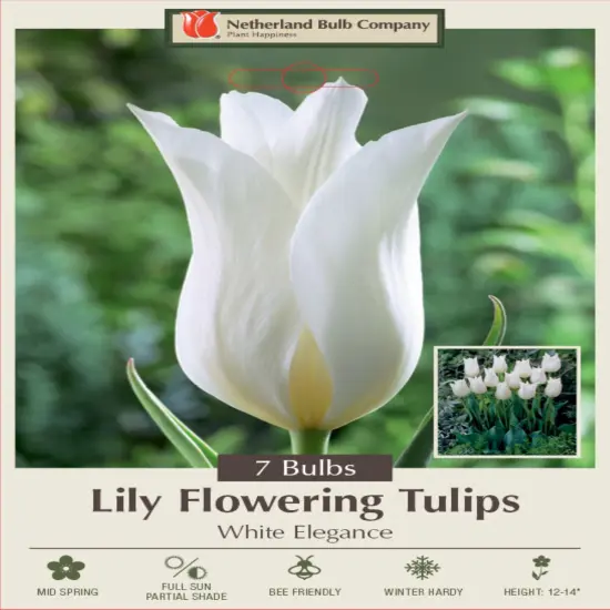 White Elegance Lily Flowering Tulip 7 Bulbs - 12/+ cm Bulbs {1}