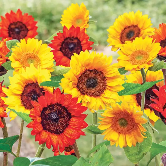 Collections Etc Roll out Flower Seeded Mats That Attract Butterflies - Set of 2 {1}