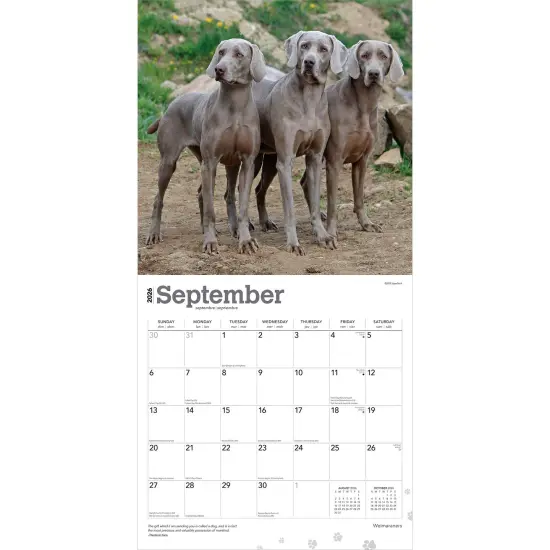 Weimaraners | 2026 12 x 24 Inch (Hanging) Monthly Square Wall Calendar | Plastic-Free {4}