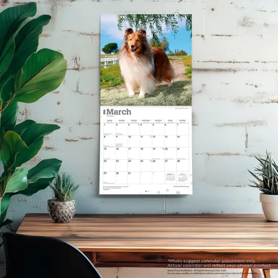 Shetland Sheepdogs | 2026 12 x 24 Inch (Hanging) Monthly Square Wall Calendar | Plastic-Free {5}