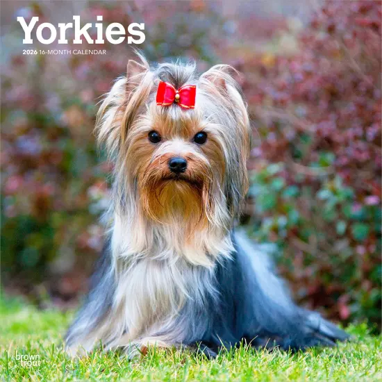 Yorkshire Terriers | 2026 12 x 24 Inch (Hanging) Monthly Square Wall Calendar | Plastic-Free {1}