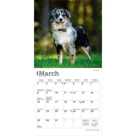 Australian Shepherds | 2026 7 x 14 Inch (Hanging) Monthly Mini Wall Calendar {3}