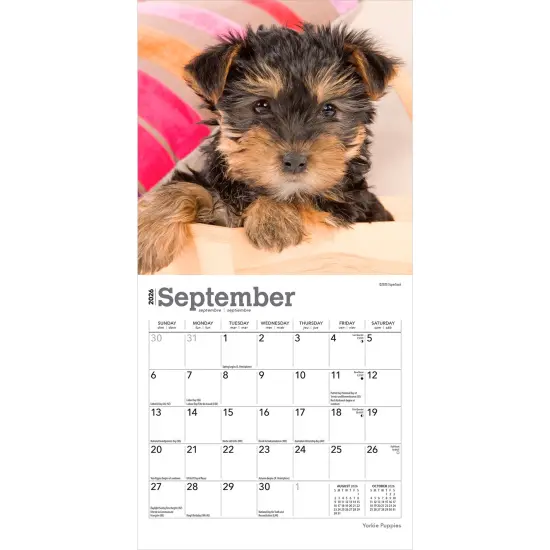 Yorkshire Terrier Puppies | 2026 7 x 14 Inch (Hanging) Monthly Mini Wall Calendar {4}