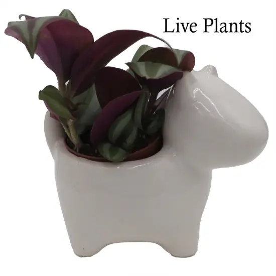 Dog Ceramic Planter with Surprise Terrarium Plant -3" Pot {2}