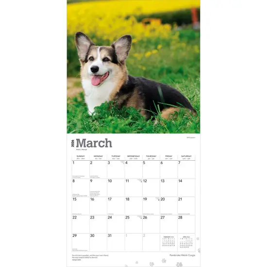 Pembroke Welsh Corgis | 2026 12 x 24 Inch (Hanging) Monthly Square Wall Calendar | Plastic-Free {3}