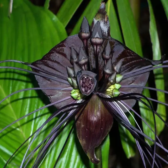 Rare Black Bat Plant -Tacca chanterii - Exotic Houseplant - 2.5" Pot {6}
