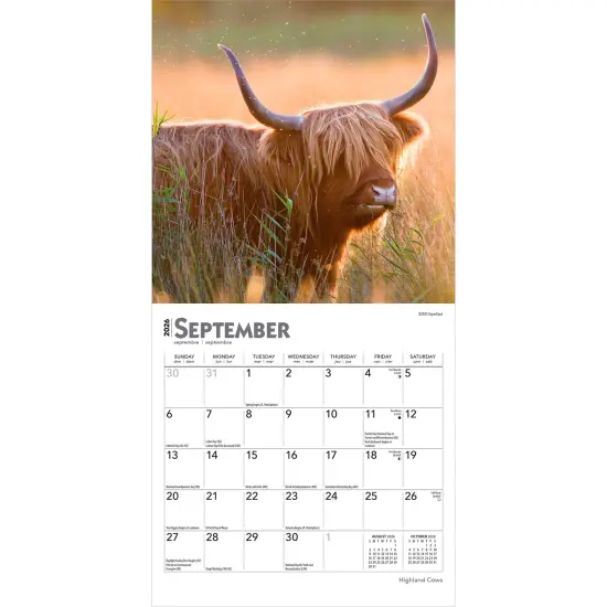 Highland Cows | 2026 7 x 14 Inch (Hanging) Monthly Mini Wall Calendar {4}