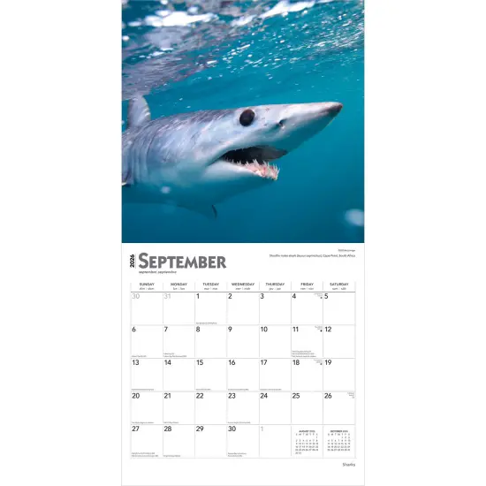 Sharks | 2026 12 x 24 Inch (Hanging) Monthly Square Wall Calendar | Plastic-Free {4}