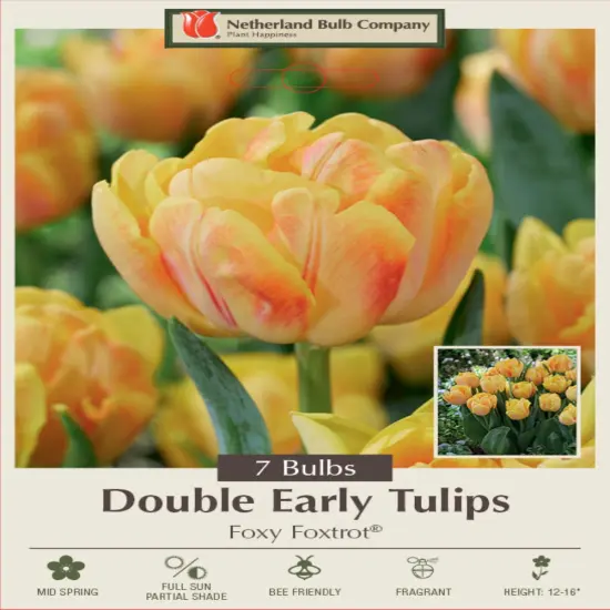 Foxy Foxtrot Double Early Tulip - 7 Bulbs - 12/+ cm Bulbs {1}