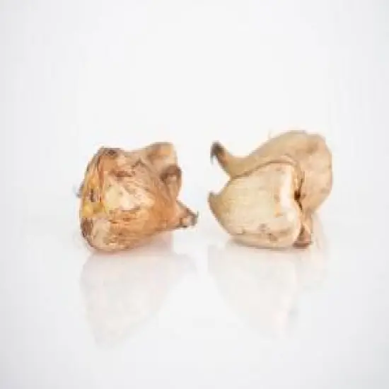 Double Red Freesia 20 Bulbs - Fragrant - 6/+ cm Bulbs {5}