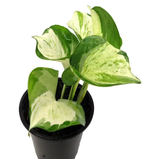 Manjula - Pothos - 4" Pot {3}