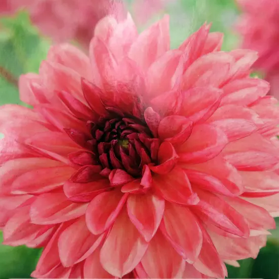 Bacardi - Decorative Flower - #1 Size Root Clump {1}