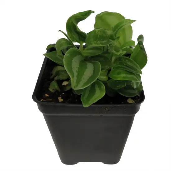 Sandersii Peperomia - 2.5" Pot {4}