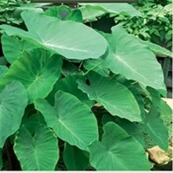 Elephant Ear - 1 Large Bulb 13/15" - Colocasia esculenta {4}