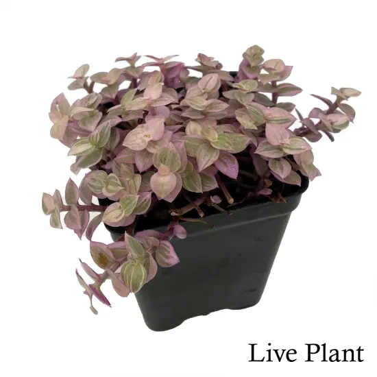 Pink Panther Bolivian Jewel - Callisia repens - 2.5" Pot {1}