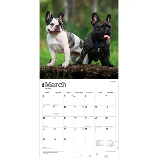 French Bulldogs | 2026 12 x 24 Inch (Hanging) Monthly Square Wall Calendar | Plastic-Free {3}