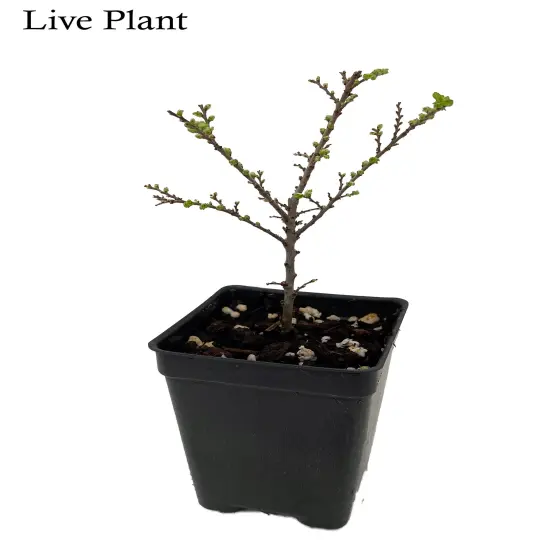 Seiju Dwarf Chinese Elm - Ulmus parvifolia - 2.5" Pot - Fairy Garden/Bonsai {2}