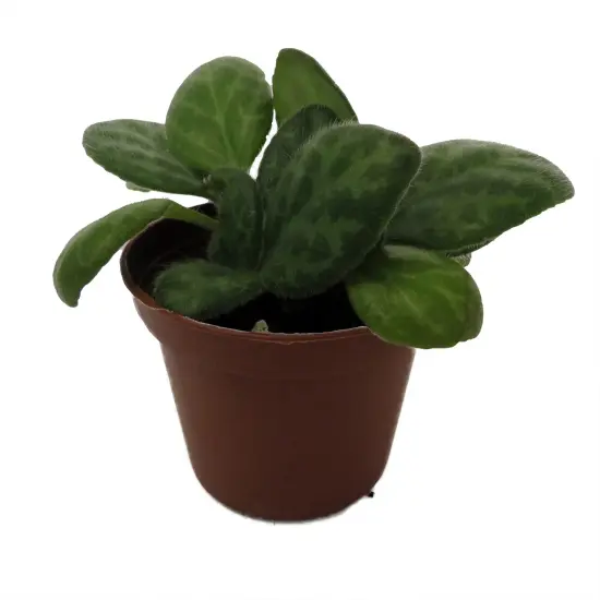 JV Mellow Yellow Asian Violet - Primulina - House Plant - 2.5" Pot {5}