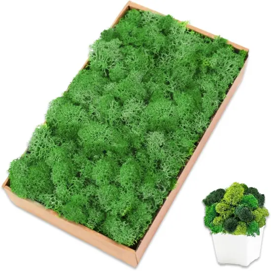 Preserved Moss for Crafts Green Reindeer Moss for Potted Plants, Craft Decorative Moss Decor for Wall Art, Dried Moss {1}