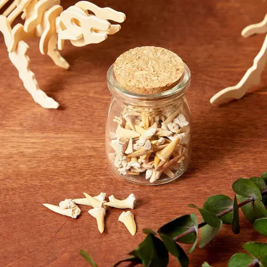 Shark Teeth Bone Replicas Set (1 Pound), Authentic Mixed Grade, 3 Species Types, Genuine Moroccan Real Authentic Tooth Collection Brown {3}