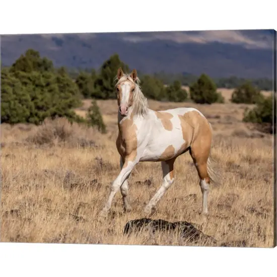 Curious Colt by Larry McFerrin 20" x 16" Canvas Wall Art {1}