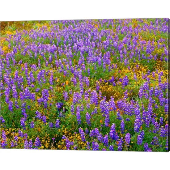 Carrizo Plain National Monument Lupine And Poppies by John Barger / DanitaDelimont 20" x 16" Canvas Wall Art {1}